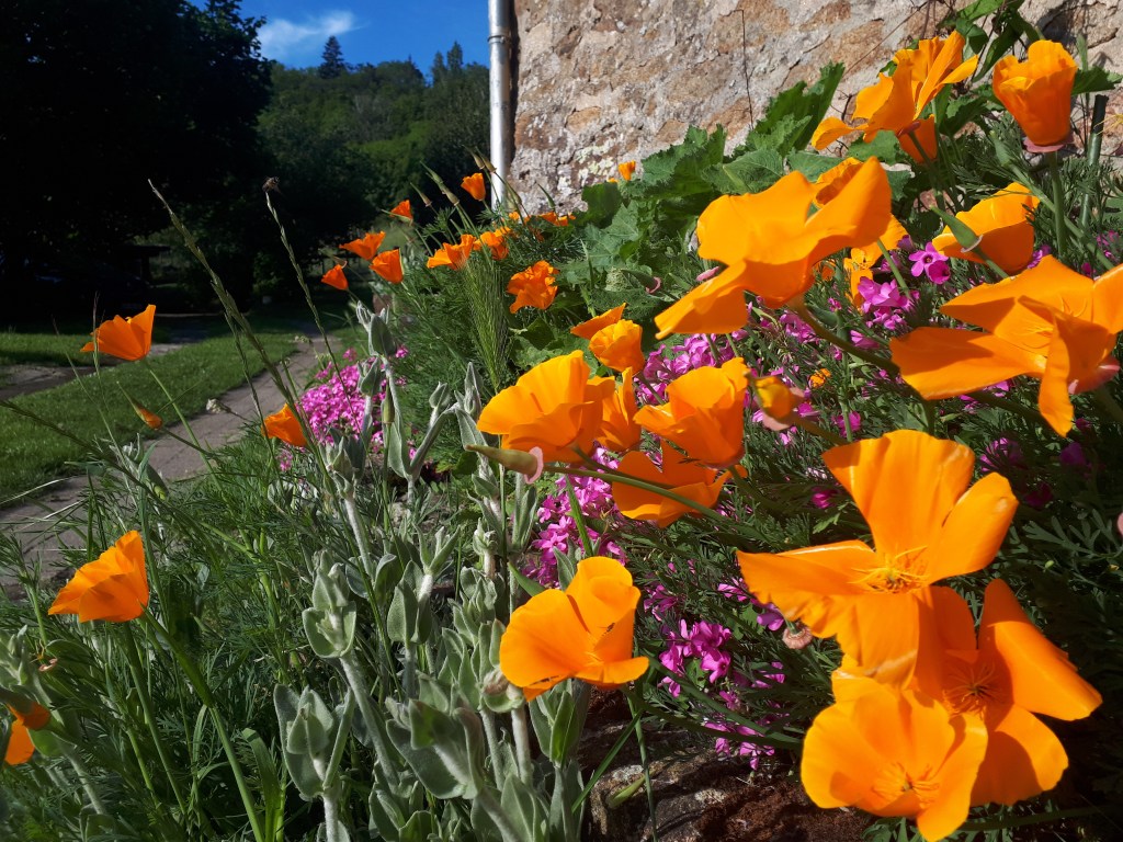 Fleurs du gîte la Fournarie